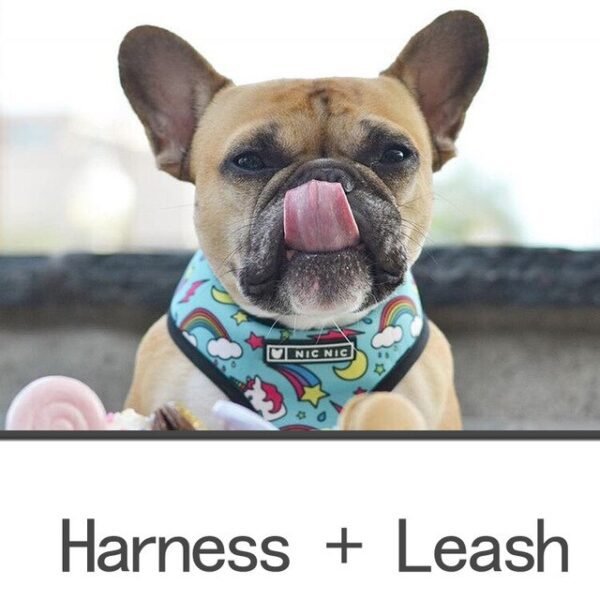blue-harness-leash