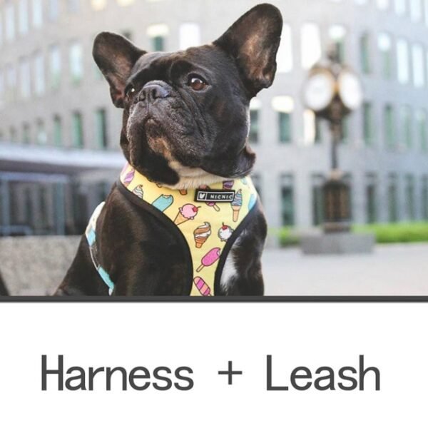 yellow-harness-leash