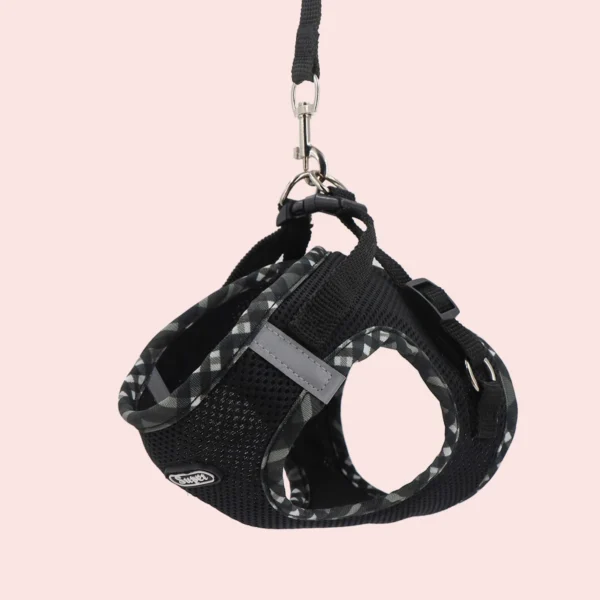 Lola - Image 2
