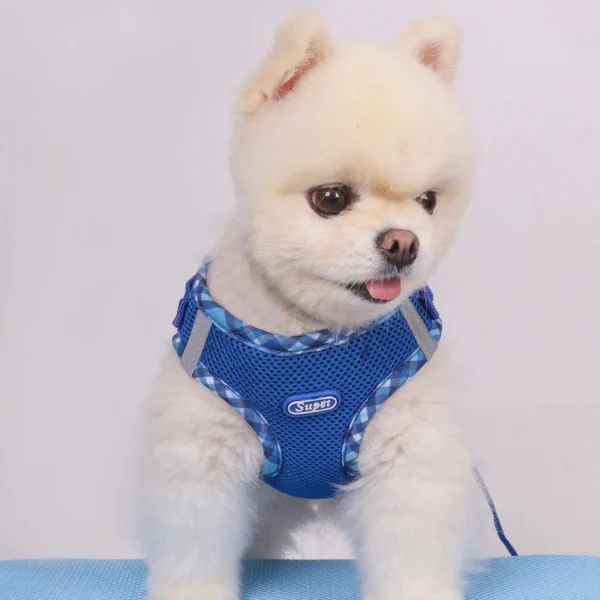 Lola - Image 3