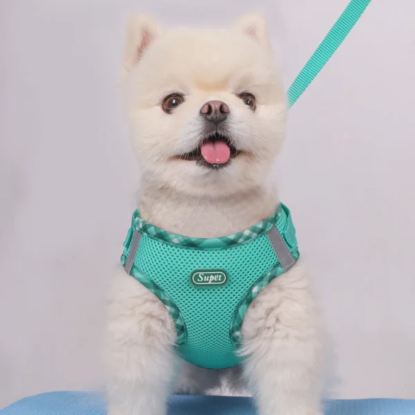 Lola - Image 5