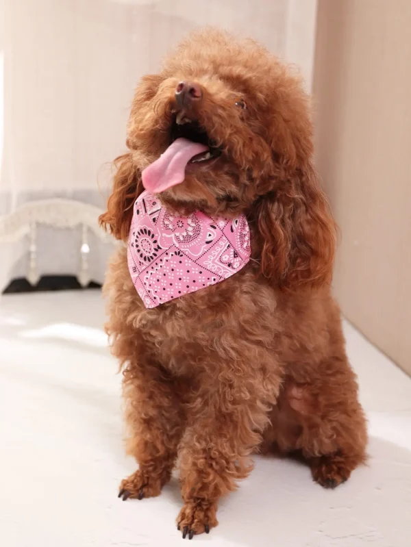 Pinky - Image 2