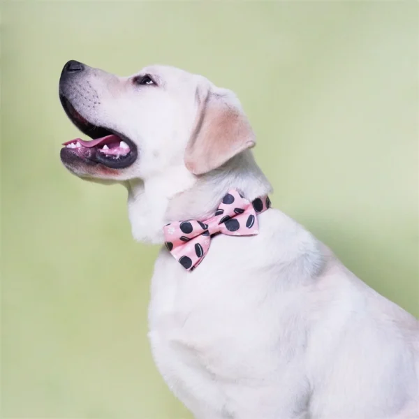 Oreo - Image 2