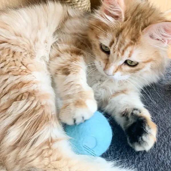 Ball Catnip - Image 3