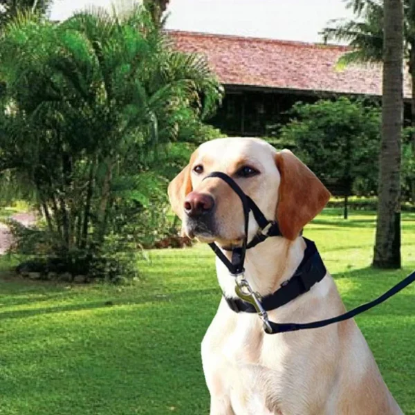 Muzzle - Image 3
