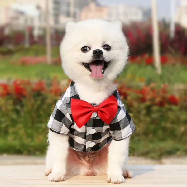 Buddy - Image 3