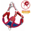 red-blue-no-leash