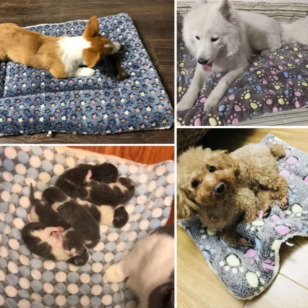 Pawsitively - Image 3