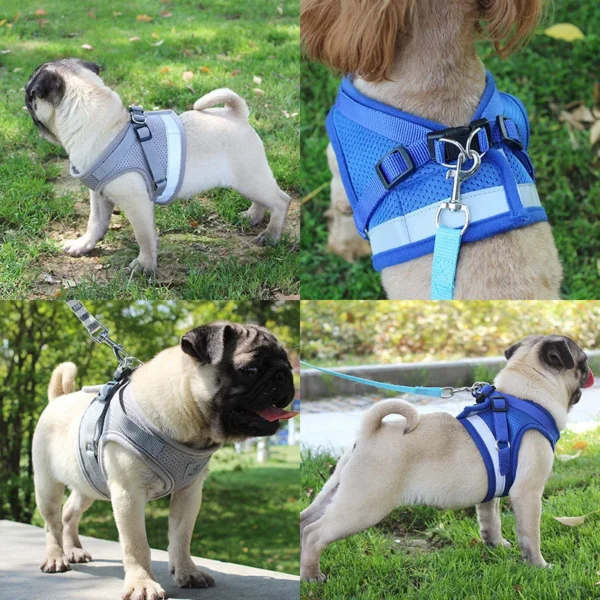 Paw - Image 4
