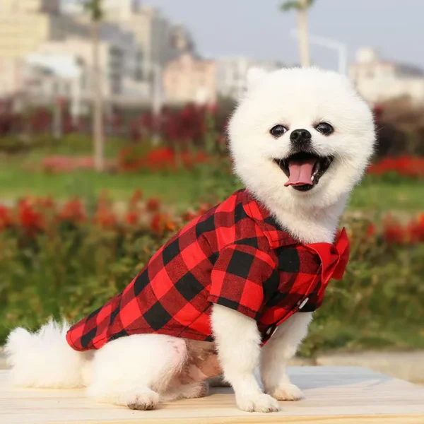 Buddy - Image 4