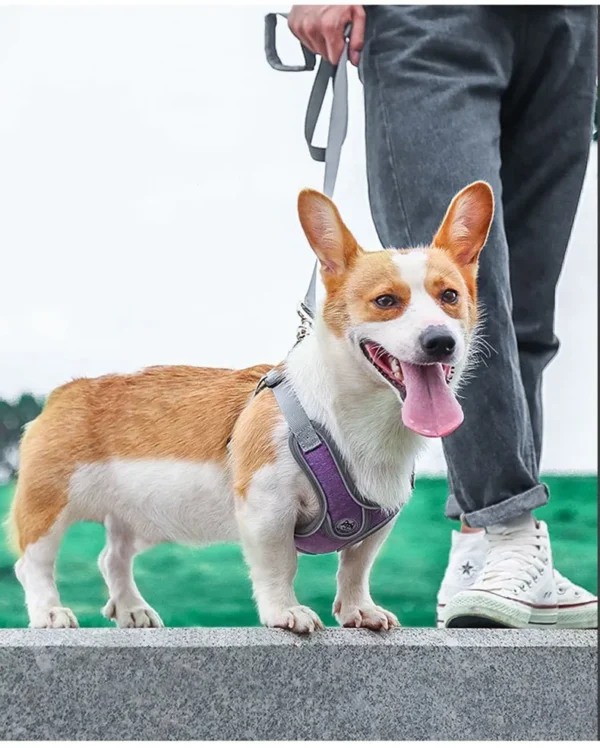 Harness Leash - Image 2